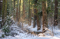 Calavera Redwoods von agrofilms