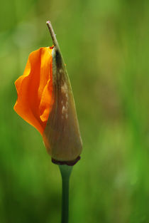 California Poppy Blooming by agrofilms