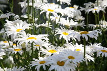 daisies by mark severn