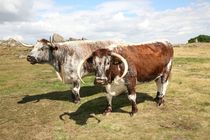 english longhorn cattle by mark severn