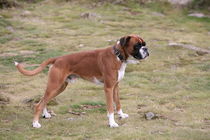 boxer dog by mark severn