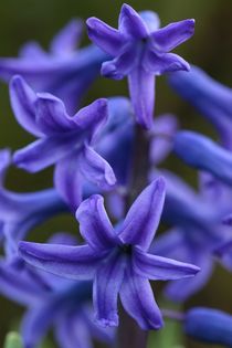 hyacinth by mark severn