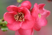 quince chaenomeles by mark severn