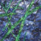 Detail-green-on-blue-4