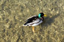 Stockente männlich in kristallklarem lichtdurchfluteten Wasser - mallard duck in crystal clear light flooded water von mateart