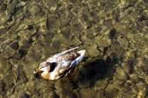 Stockente weiblich in kristallklarem lichtdurchfluteten Wasser - female mallard duck in crystal clear light flooded water von mateart
