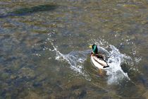 Männliche Stockente hat Spaß in der Sonne - male mallard duck has fun in the sun von mateart