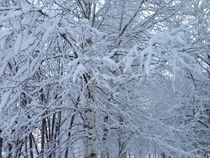 Russian winter with white birches.  by Tatyana Samarina