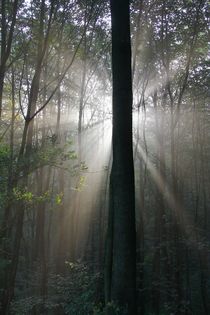 Morgens im Wald by Bernhard Kaiser