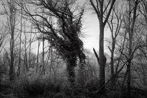 untitled trees by Albrecht Schlotter