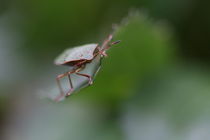 shield bug by mark severn