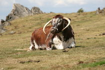 english longhorn cattle by mark severn
