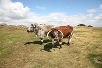english longhorn cattle von mark severn