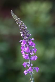 purple toadflax  by mark severn