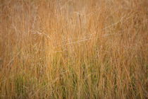 wild grasses by mark severn