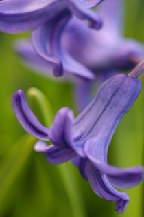 hyacinth by mark severn