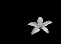 White Flower Black Background von Denis Marsili