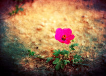 Earth Laughs in Flowers... von Denis Marsili