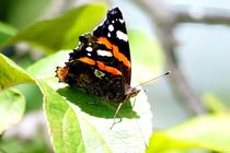 Admiral 1 - red admiral 1 by mateart