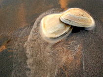 Sea Shells. von Tatyana Samarina