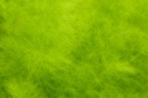 smooth green light - mildes grün hell by mateart