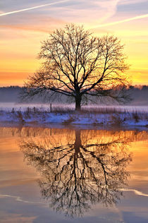 Baum vor Sonnenaufgang von Bernhard Kaiser