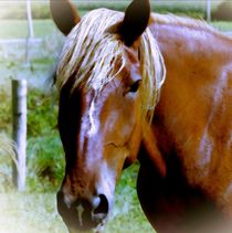 Brown Horse Portrait by Maggie Vlazny