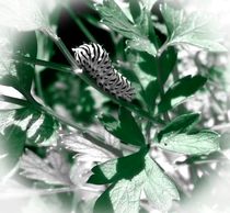  Macro Photograph Caterpillar von Maggie Vlazny