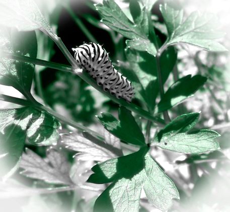 Photography-caterpillars-macro-72femina