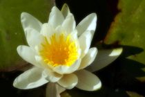 white water lily casting shadows - Weisse Seerose mit Schattenwurf von mateart