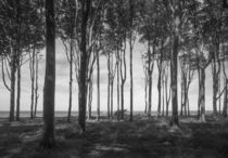 Der Küstenwald bei Nienhagen- Gespensterwald von Michael Zieschang