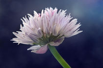 Chive by Sarah Couzens