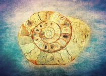 The Shell - Fibonacci (The Golden Spiral) in Nature by Denis Marsili