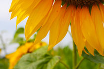 Sonnenblume - sunflower von M. Ziehr