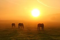 Pferde im Sonnenschein von Bernhard Kaiser