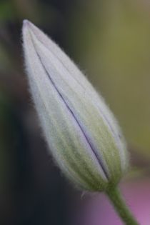 clematis bud by mark severn