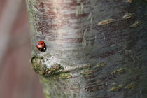 ladybird by mark severn
