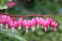 dicentra by mark severn