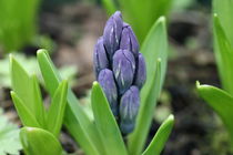 hyacinth  by mark severn