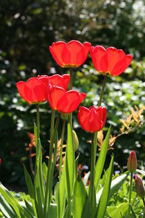 tulip von mark severn