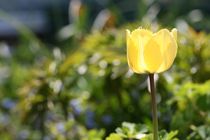 tulip by mark severn