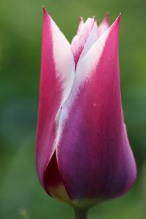 tulip by mark severn