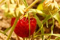Erdbeeren ungeschminkt - strawberries unadorned by mateart