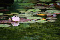 water lily by meleah