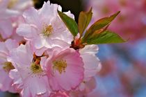 Kirschblüten von Bernhard Kaiser