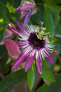 Passiflora purpurea by Karsten Müller