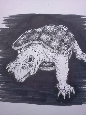 Turtle-2