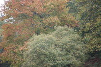 autumn colour by mark severn