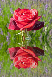 Red Rose In Reflection von Robert Gipson