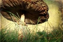 Underneath the Mushroom by Sarah Couzens